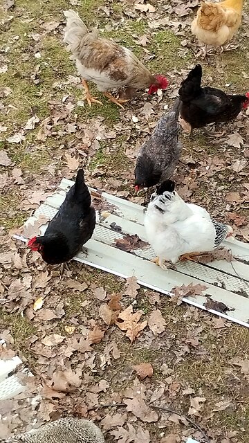 Chickens