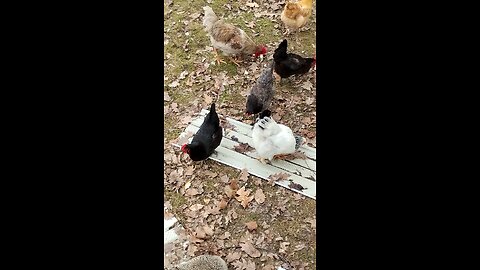 Chickens