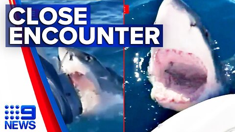 A dangerous shark attacked a yacht!