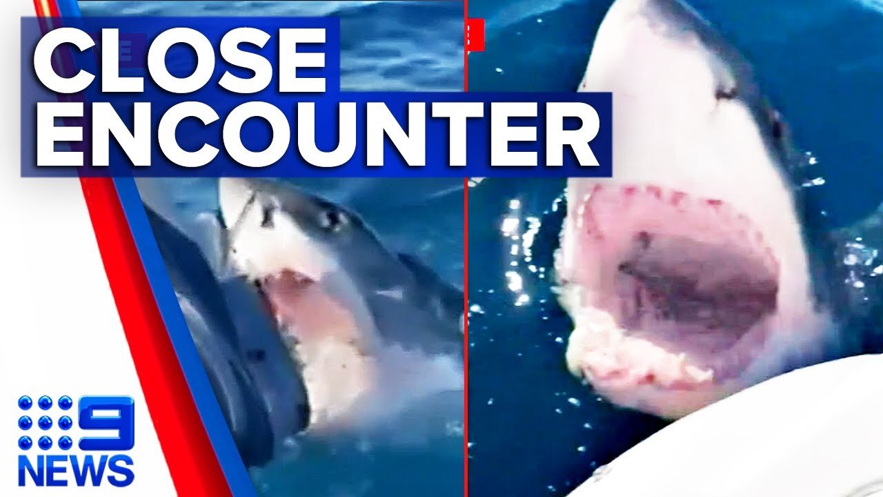 A dangerous shark attacked a yacht!
