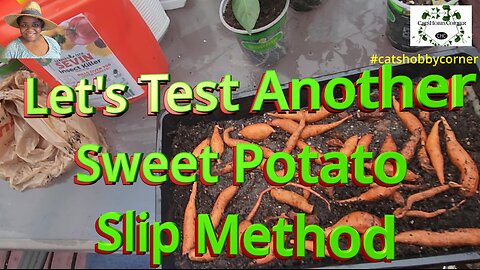 Let's Test Another Sweet Potato Slip Method - #catshobbycorner #gardening