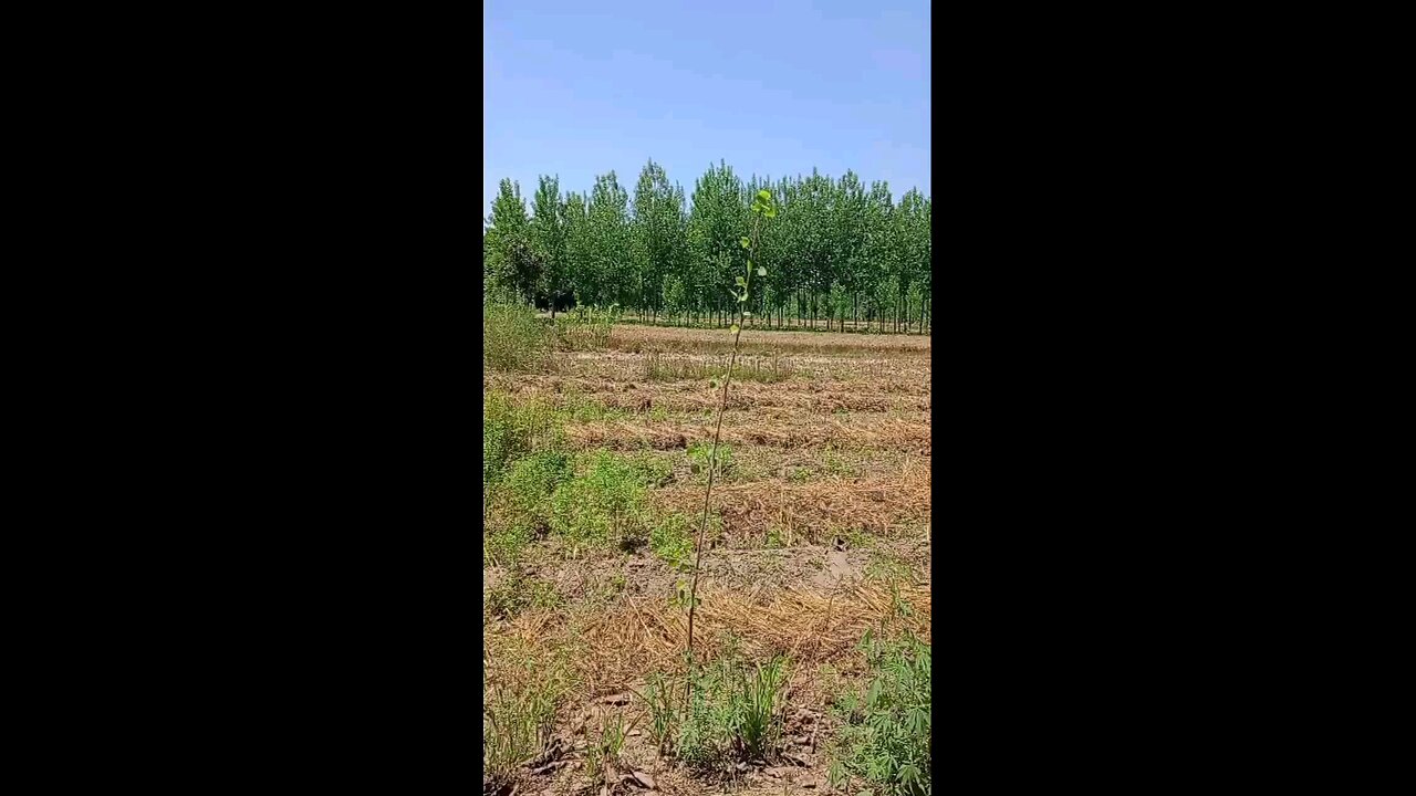 satisfying Video