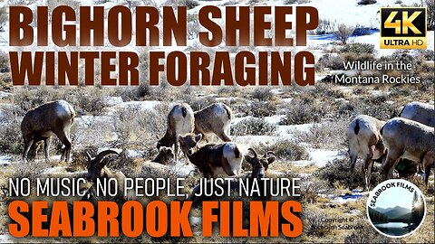 Bighorn Sheep Winter Foraging