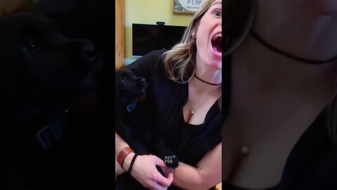 Animals Funny Compilation kiss your Dog #funnyanimals #animals #pets #shorts