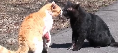 Cat vs Cat Hardcor fighting 💯😱🔥 #Cat #Fight #animals