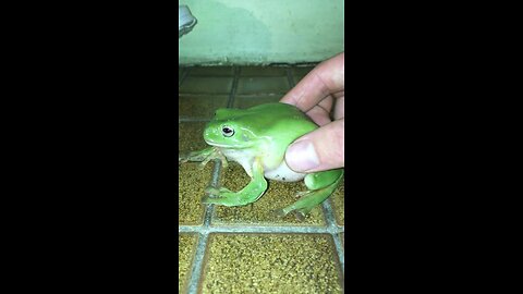 Funny frog moments 🐸🤣