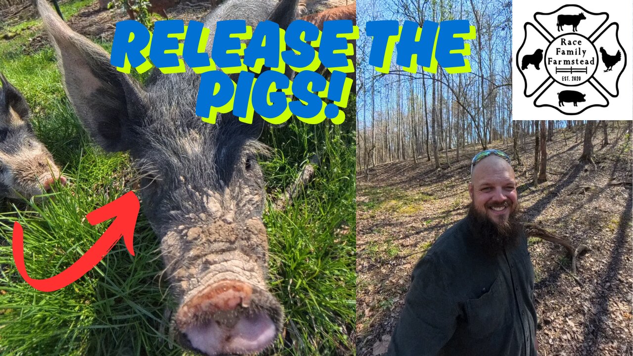 Releasing Trained Pigs Into The Forest With Just Poly-Wire Electric Fence