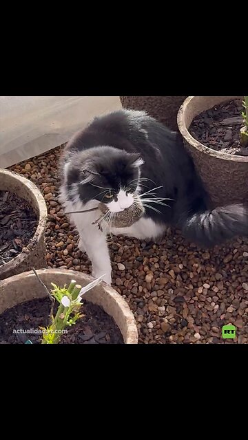 Para los problemas complejos, soluciones simples