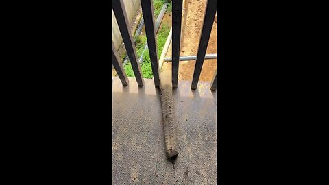 kind man give food elephant