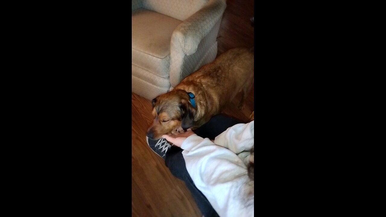 Cute dog, "Rosco"