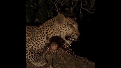 A leopard's behavior with a baby monkey