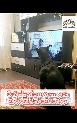 gym exercises viral to the dog