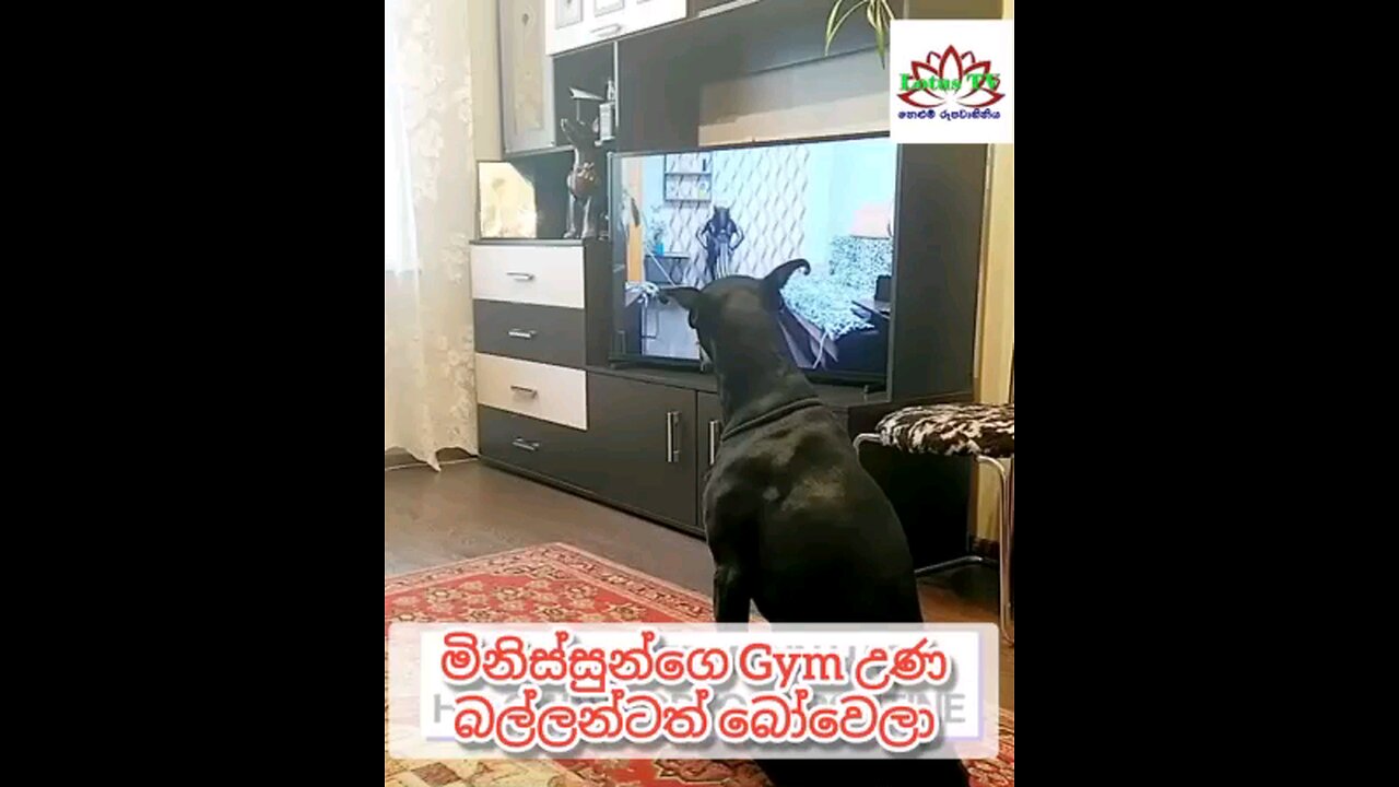 gym exercises viral to the dog