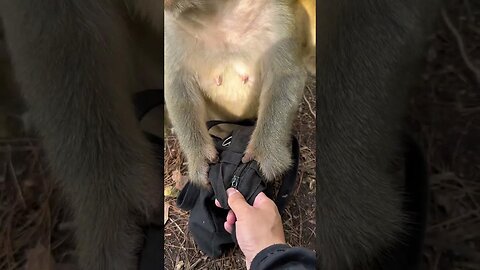Can't be fooled, this monkey has become a monkey