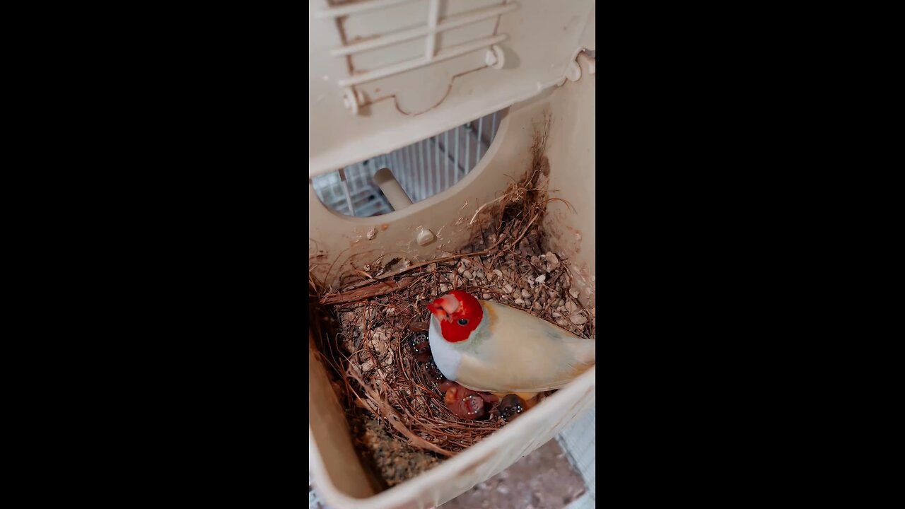 birds 🐦🐦 dreem house 🏠🏡🏠🏡 and Bird 🕊️ 🐥