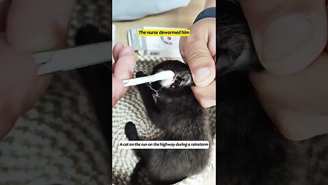 The kitten ran right into the road and the man saved him