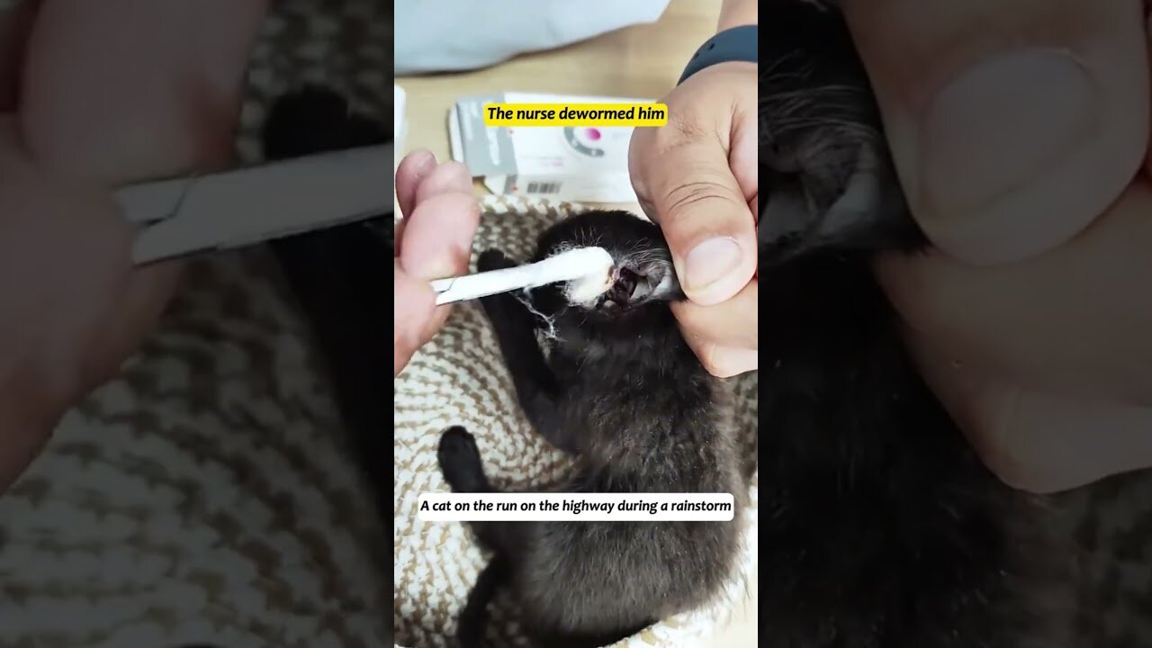 The kitten ran right into the road and the man saved him