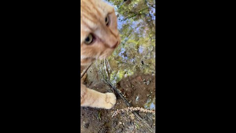 Cat in nature.