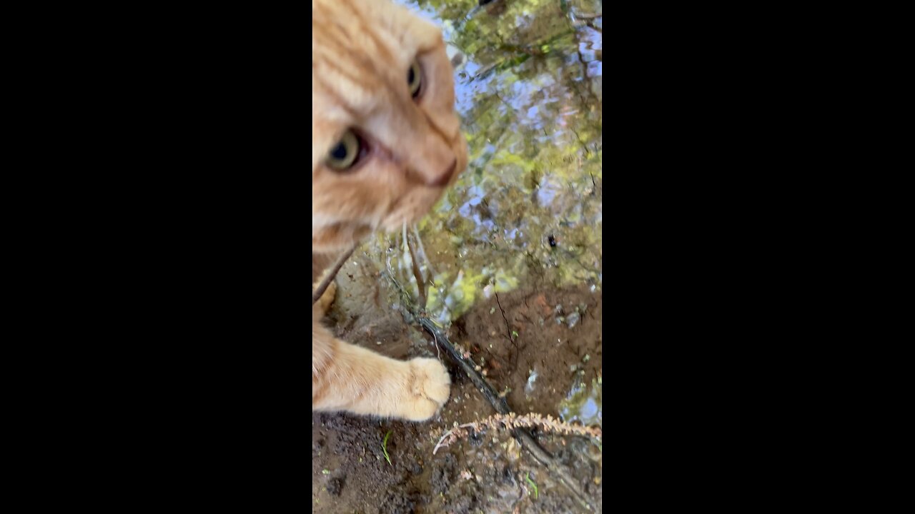 Cat in nature.