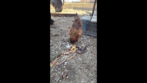 The Hens were picking through last week's compost