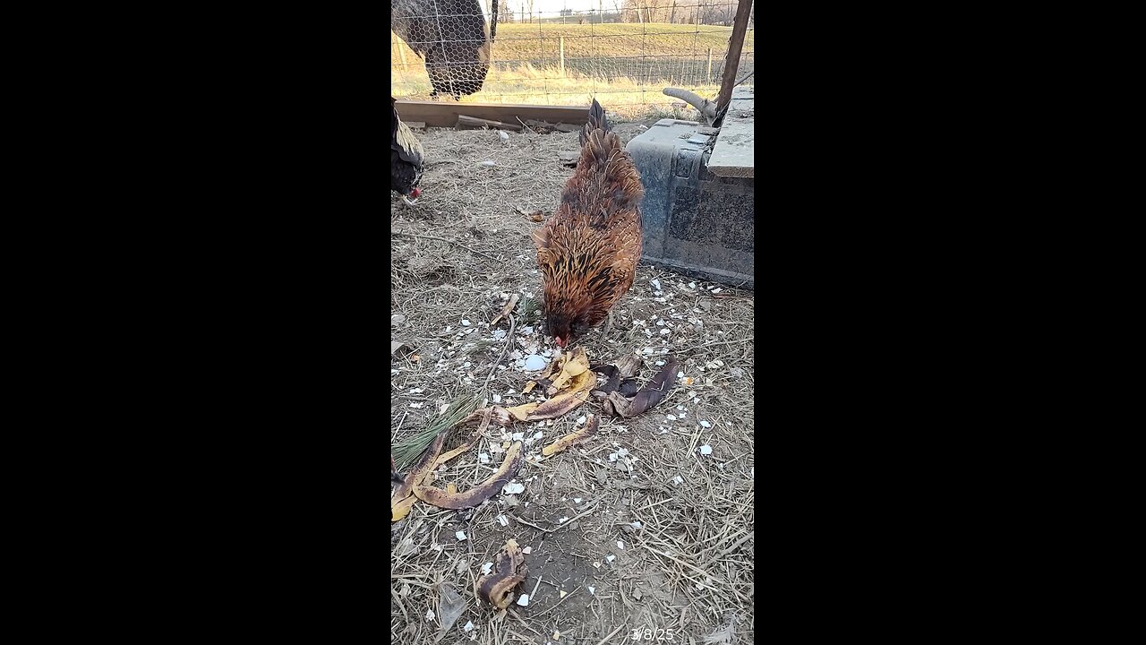 The Hens were picking through last week's compost
