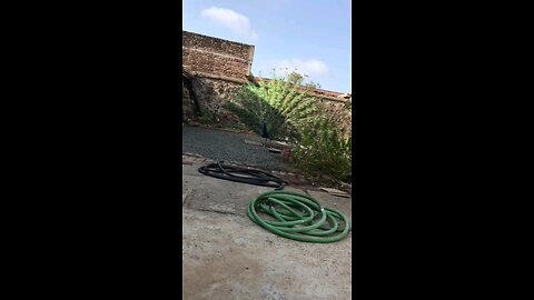 the peacock is spreading its feathers