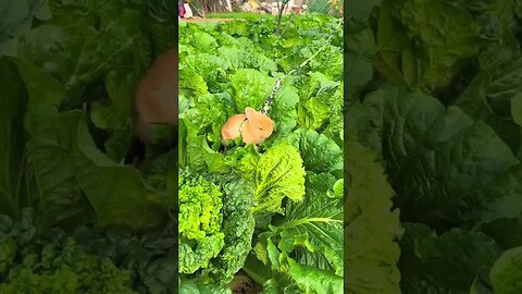 The little rabbit has achieved cabbage freedom. Cute pet debut plan. Rabbit. Pastoral little cut