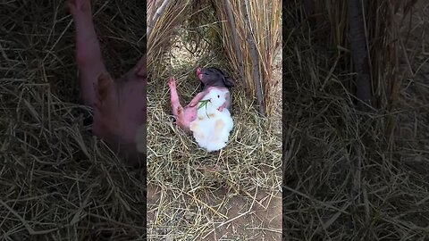 Piggy sleeping and snoring, cute pet, rabbit, cute little pastoral pet