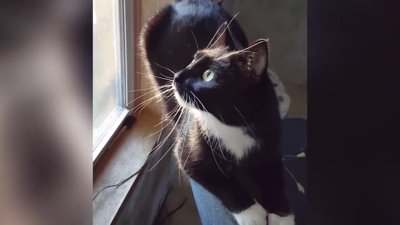Funny cat