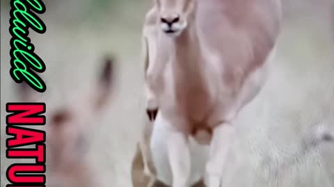 Impala gallop