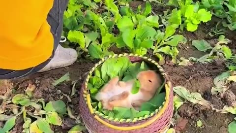 The little rabbit accompanies the master to pull vegetables 🐇🥬