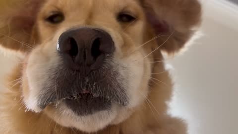 POV You're a Dog Treat And There's A Golden Retriever