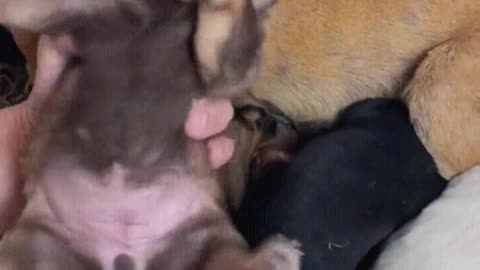The puppy feels very nice to the touch