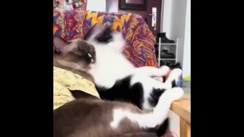 Kitty Kerfuffle: Laugh-Packed Cat Video Roundup!