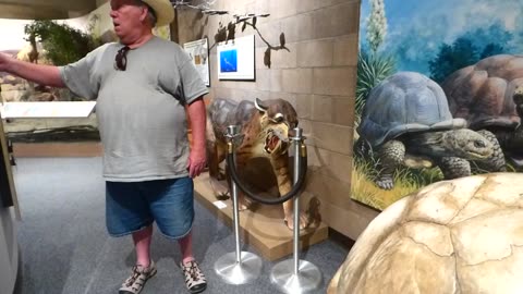 Large tortoise shell, but no one is home