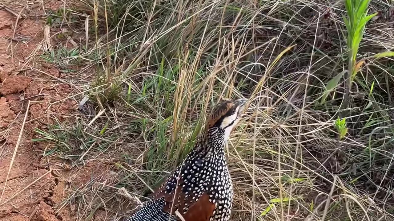 Various bird calls