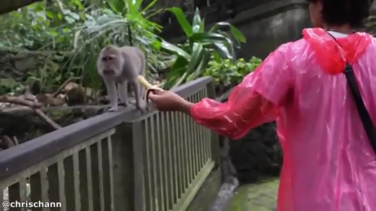 "Hilarious Animals Compilation | Try Not to Laugh Challenge!"