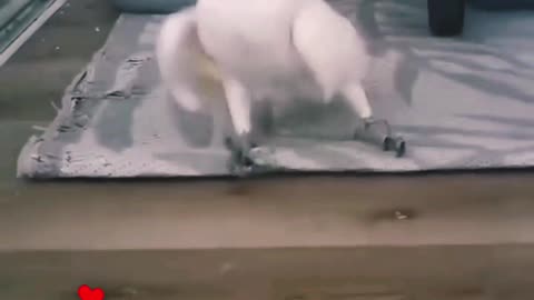 🤣 funniest parrot of the year — can’t stop laughing!