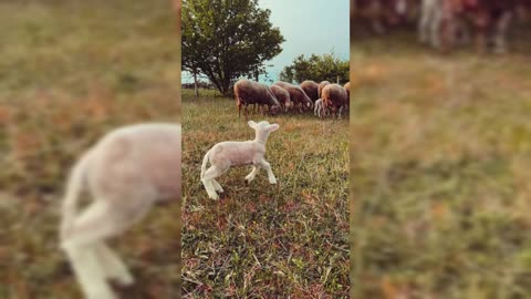 Adorable Little LAMB