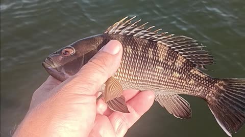 Black sea bass