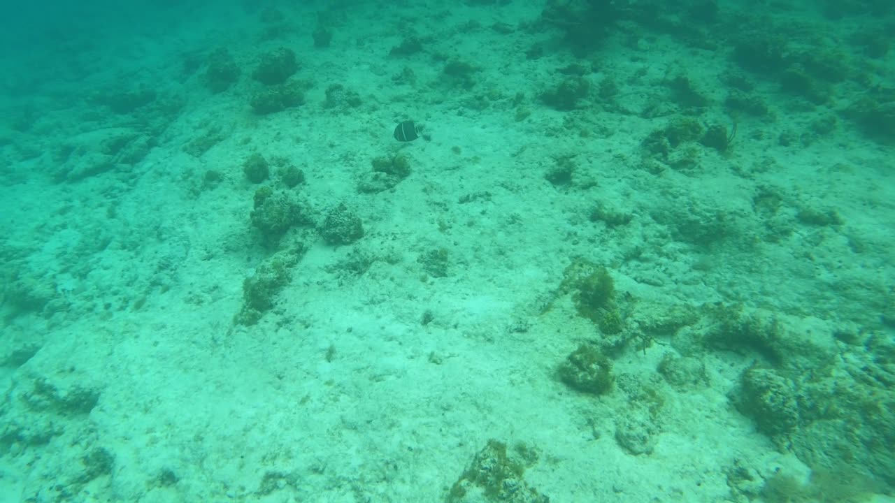 Hawksnest Snorkeling - St. John, USVI