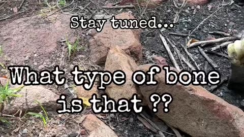 What did we find in the Parallel Forest?