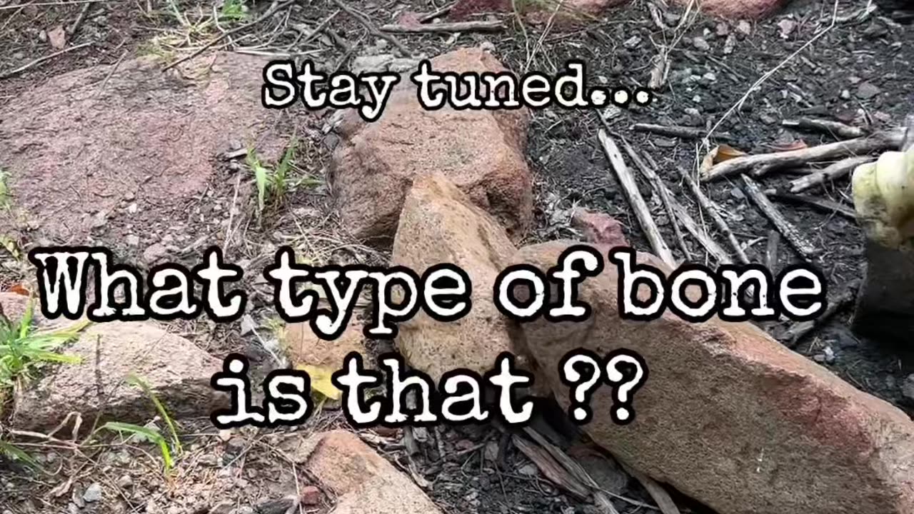 What did we find in the Parallel Forest?