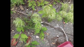 Grape Woodbine Woodbine Aug 2024
