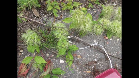 Grape Woodbine Woodbine Aug 2024