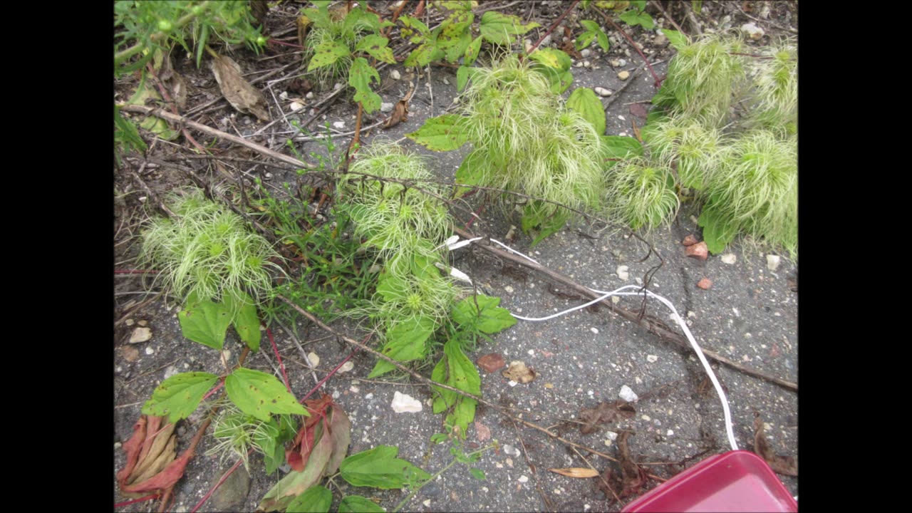 Grape Woodbine Woodbine Aug 2024