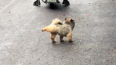 Look at that fluffy cute puppy!
