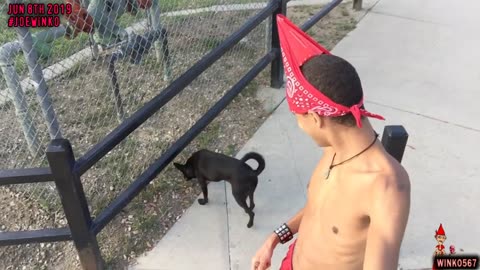 California Dog at Serrania Park _ Los Angeles, California (2019) _ Joe Winko