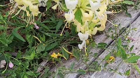 Good Morning Sunshines,