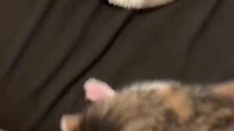 Funniest animals